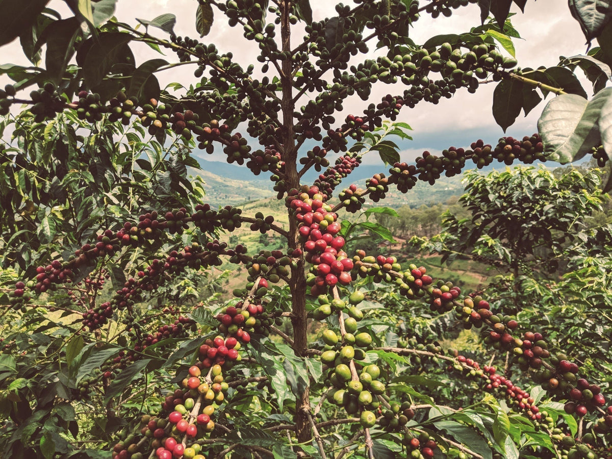 arabica-robusta-kaffeepflanze